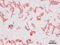 bacillus-subtilis-spore