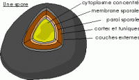 spore bacterienne