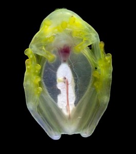 gros-plan-sur-le-dessous-d-une-grenouille-de-verre-appartenant-au-genre-hyalinobatrachium-credits-abacapress_54012_w460