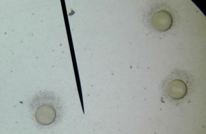 Introduction des spermatozoïdes : une illustration du chimiotactisme (les ovules produisent une substance qui attire les spermatozoïdes) - observation microscopique (X100)