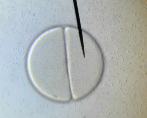 1ère division de la cellule œuf, 2 heures après la fécondation (stade 2 cellules) ; les spermatozoïdes sont nettement visibles - Observation microscopique (X 400)