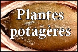 plantes potagères