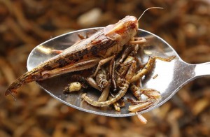 insectes comestibles
