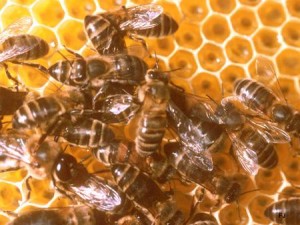 image abeille