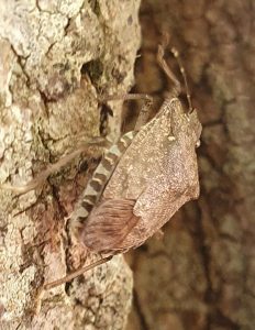 Trouvée sur un tronc d'arbre de la cour par les enfants, elle cherchait à se cacher dans le creux de l'écorce. Il y en a plein en ce moment qui rentrent dans la classe !