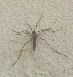 Les enfants ont compté 10 cousins sur le mur de l'entrée de l'école. 