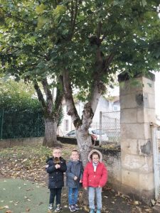 Graines puis feuilles puis arbre trouvé dans la cour de l'école par Suzanne et Raphaël le 9 novembre 2023