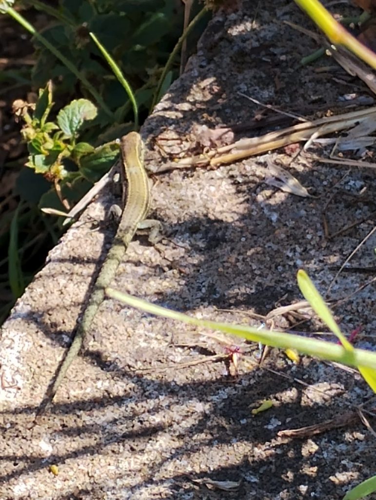 Grâce au soleil de la semaine dernière, les élèves de CP ont pu voir deux lézards qui se promenaient le long d'un mur.
La photo n'a pas été facile, ils sont rapides.
