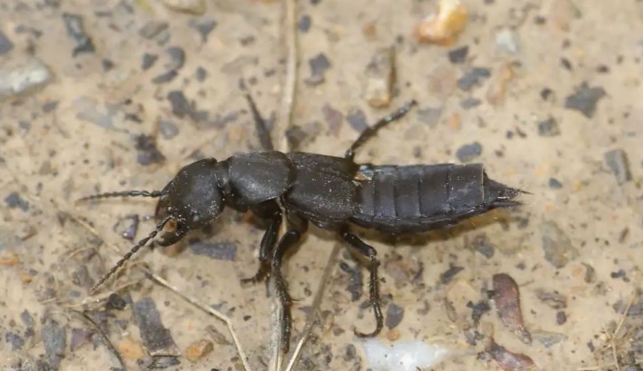 Mardi 2 septembre dans la cour de récréation, des élèves ont trouvé ce type d'animal. Toutes les caractéristiques correspondent à l'ocyte odorant. Très vif, se recroquevillant. Il a été difficile de le photographier. Cette image est extraite d'internet. 
