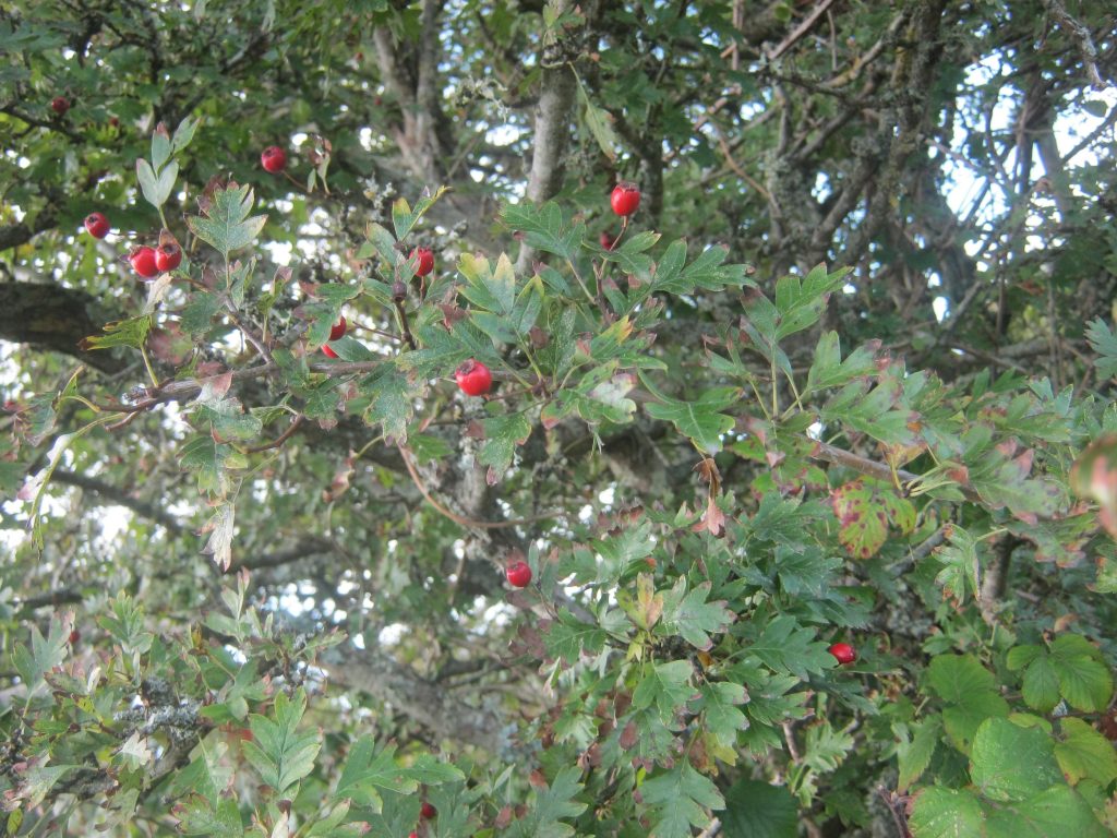 Photo prise par Armand lors d'une balade au bord de mer