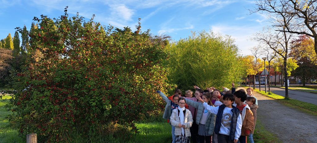 L'aubépine juste à côte de notre école.