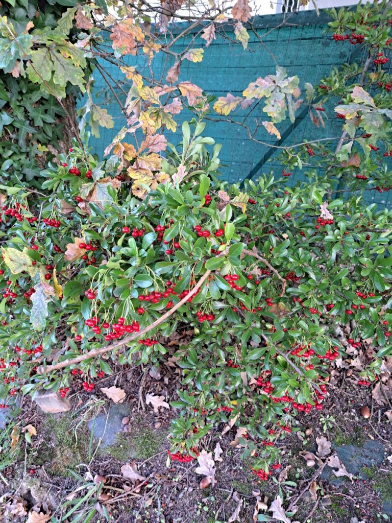 photo prise par Jules L proche de chez lui