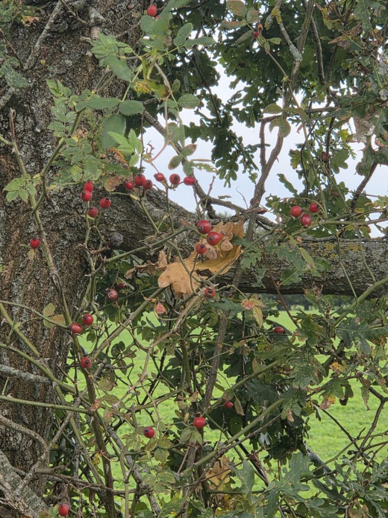 Photo prise par Lyna dans le champ devant chez elle