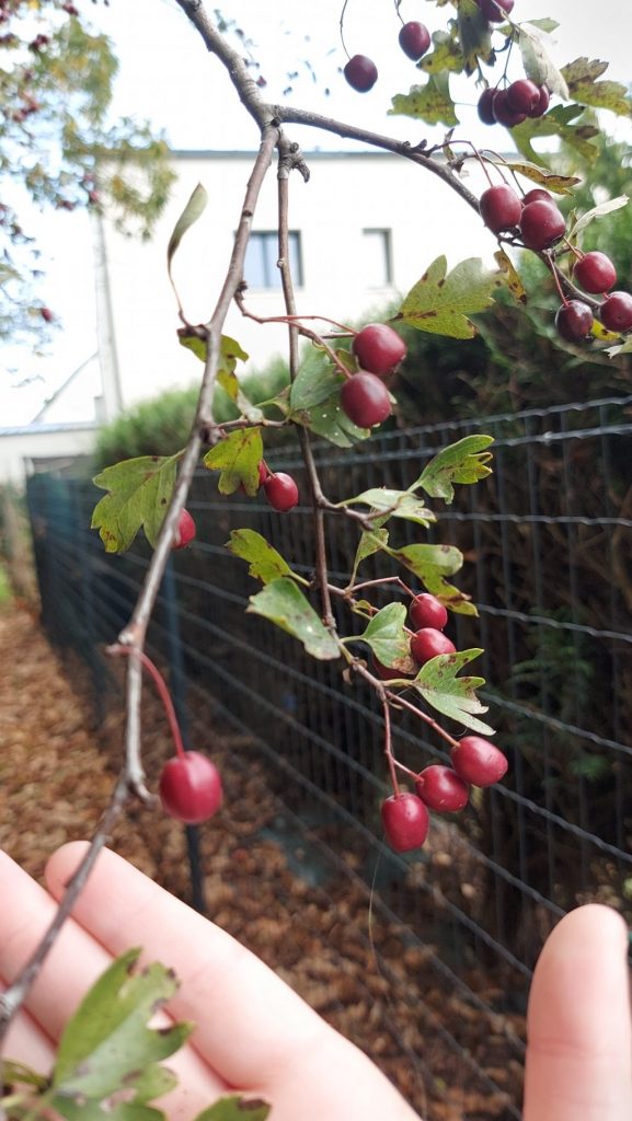 Photo prise par Thaïs P dans le chemin de son quartier