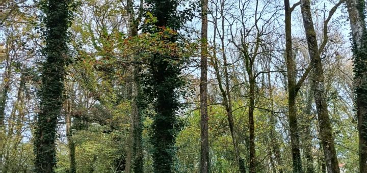 Photo prise par maîtresse pour la quête du mois de novembre. Nous faisons une ronde autour d'un chêne.