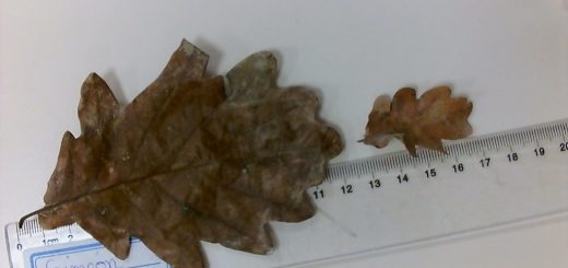 On mesure les feuilles de chêne.