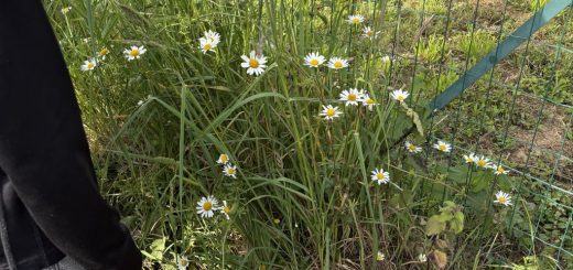 Nous avons trouvé des marguerites devant l'école au bord de la route.