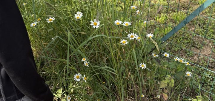 Nous avons trouvé des marguerites devant l'école au bord de la route.