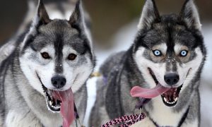 siberian-huskies-dangerous-dog-breed-728x437