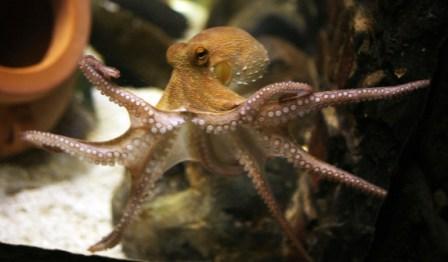 7776909638_paul-le-poulpe